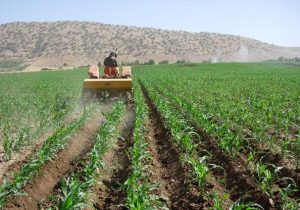 توسعه کشت ذرت علوفه‌ای در گلستان با حمایت تأمین کود یارانه‌ای