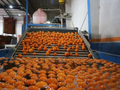 «مرکز پرتودهی گاما» جهشی برای رونق صادرات مرکبات مازندران