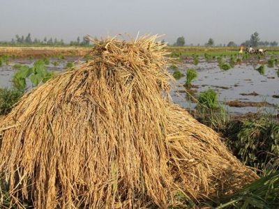 روایت یک دوگانگی در زمین‌های شالیزاری شمال