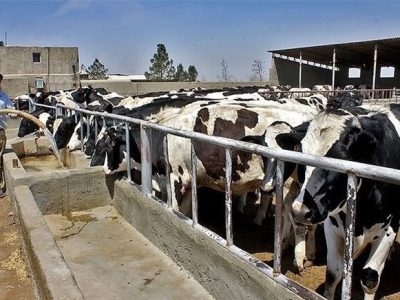 اثرگذاری سرمایه‌گذاری در حوزه دامداری و کشاورزی بر اقتصاد مقاومتی
