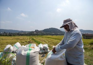 شوک به شالیکاران مازندران