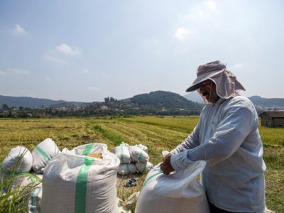 شوک به شالیکاران مازندران