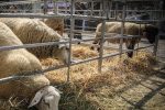 راهکارهای فوری برای نجات دام و طیور از گرمای بی‌سابقه