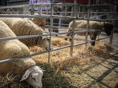 راهکارهای فوری برای نجات دام و طیور از گرمای بی‌سابقه