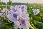 تهدیدی جدی برای اکوسیستم و اقتصاد مازندران
