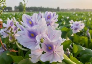 تهدیدی جدی برای اکوسیستم و اقتصاد مازندران