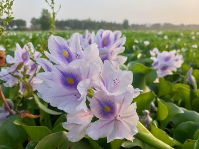 تهدیدی جدی برای اکوسیستم و اقتصاد مازندران