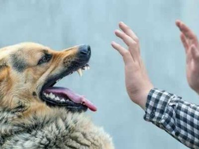 افزایش نگران‌کننده گازگرفتگی سگ در مازندران