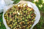 فندق؛ دانه‌ای کوچک با نقشی بزرگ در اقتصاد سبز شمال        