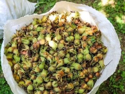 فندق؛ دانه‌ای کوچک با نقشی بزرگ در اقتصاد سبز شمال        