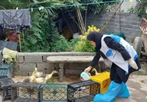 مایه‌کوبی پرندگان بومی در مازندران آغاز شد