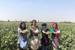 نساجی سنتی و پنبه‌های خودرنگ گلستان، موتور محرک صادرات غیر نفتی