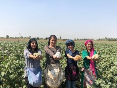 نساجی سنتی و پنبه‌های خودرنگ گلستان، موتور محرک صادرات غیر نفتی