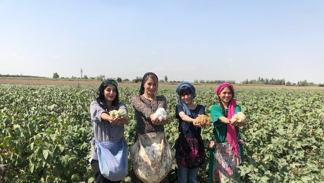 نساجی سنتی و پنبه‌های خودرنگ گلستان، موتور محرک صادرات غیر نفتی