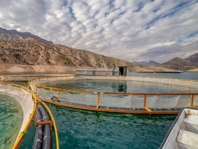 پرورش متراکم ماهی بدون نیاز به تعویض آب در مازندران