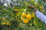 اعتبار مرکبات مازندران در گرو طلای زرد