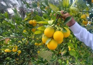 اعتبار مرکبات مازندران در گرو طلای زرد