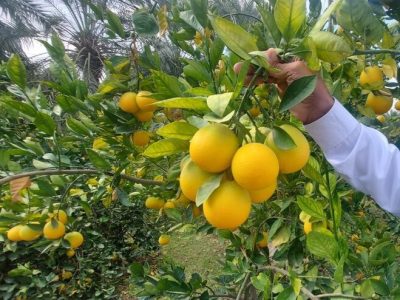 اعتبار مرکبات مازندران در گرو طلای زرد