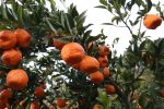 مازندران در آستانه فصل برداشت 