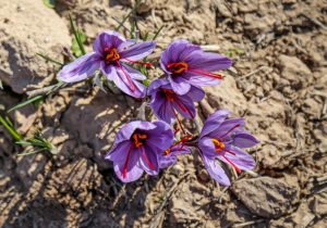 گنجی پنهان در دل خاک‌های شرقی