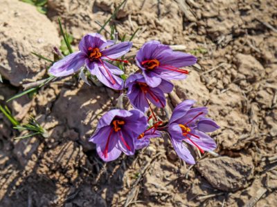 گنجی پنهان در دل خاک‌های شرقی