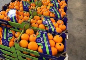 بیش از ۲۱ هزار تن مرکبات از مازندران راهی بازارهای جهانی شد