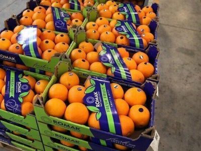 بیش از ۲۱ هزار تن مرکبات از مازندران راهی بازارهای جهانی شد