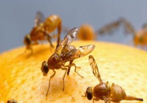 گامی برای افزایش تولید مرکبات