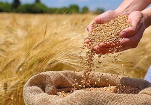 ورود گندم به بنادر خزر و امیدواری به ارتقای کیفیت نان در مازندران