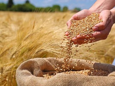 ورود گندم به بنادر خزر و امیدواری به ارتقای کیفیت نان در مازندران