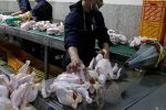 ارسال روزانه بیش از ۷۰۰ تن گوشت مرغ از مازندران به سایر استانهای کشور