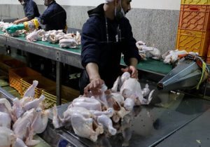 ارسال روزانه بیش از ۷۰۰ تن گوشت مرغ از مازندران به سایر استانهای کشور