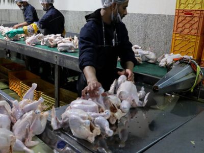 ارسال روزانه بیش از ۷۰۰ تن گوشت مرغ از مازندران به سایر استانهای کشور