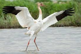 فریدونکنار در آستانه پایان یک افسانه