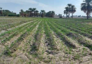 طغیان نهادههای تقلبی، امنیت غذایی را تهدید میکند