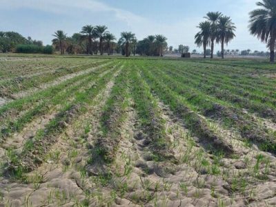 طغیان نهادههای تقلبی، امنیت غذایی را تهدید میکند