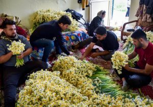 نرگس‌زارهای مازندران روی ریل اقتصاد سبز