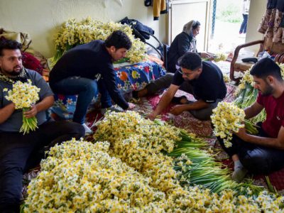 نرگس‌زارهای مازندران روی ریل اقتصاد سبز