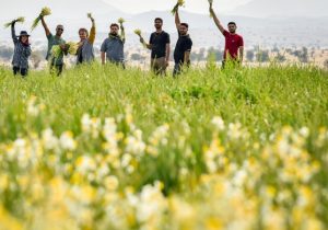 عطر نرگس در شالیزارهای زمستانی مازندران