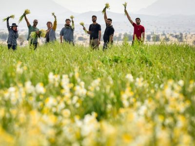 عطر نرگس در شالیزارهای زمستانی مازندران