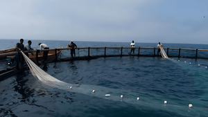 مازندرانی‌ها دریای خزر را به مزرعه تبدیل کرده‌اند