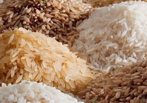 پای برنج هندی به سفره‌ مازندرانی‌ها باز شد