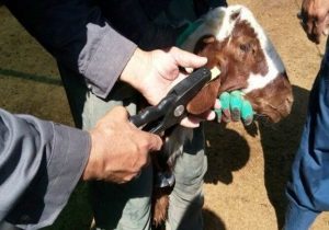 پلاک‌کوبی دام برای مقابله با قاچاق در مازندران به کجا رسید