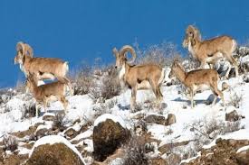 سلطان‌های کوهستان زیر ذره‌بین محیط‌بانان