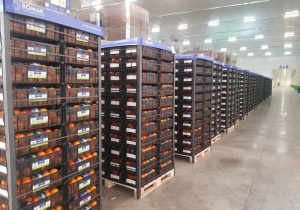 میوه و خرما ۱۵ درصد ارزان‌تر از بازار