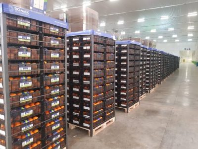 میوه و خرما ۱۵ درصد ارزان‌تر از بازار