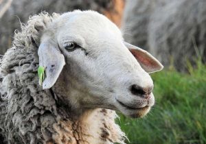 کشتارگاه‌های مازندران از کشتار دام‌های بدون پلاک خودداری کنند