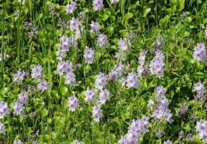 زیباییای که نفس آب را میگیرد