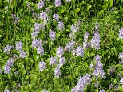 زیبایی‌ای که نفس آب را می‌گیرد