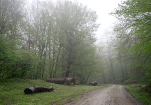 تراژدی هیرکانی در سپیده‌دم زمستان